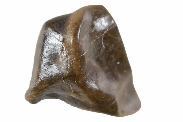 Fossil Dinosaur (Triceratops) Shed Tooth - Montana #341130